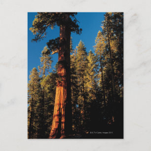 Sequoia National Park , California 2 Postcard