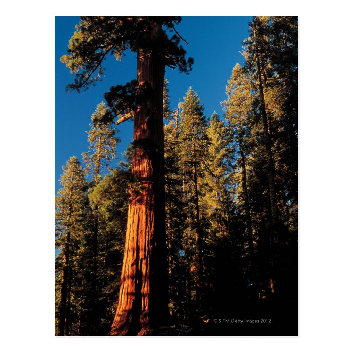 Sequoia National Park , California 2 Postcard