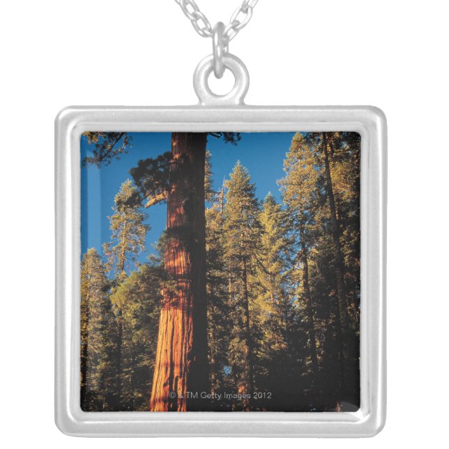 Sequoia National Park , California 2 Silver Plated Necklace (Front)