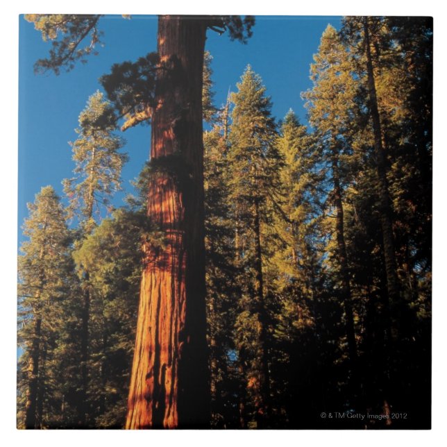 Sequoia National Park , California 2 Tile (Front)
