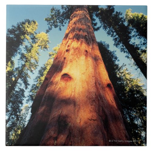 Sequoia National Park  California 3 Ceramic Tile