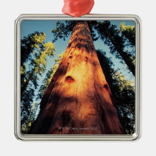 Sequoia National Park  California 3 Metal Ornament