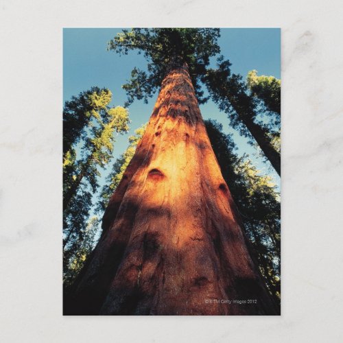 Sequoia National Park  California 3 Postcard