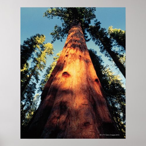 Sequoia National Park  California 3 Poster