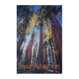 Sequoia National Park California Acrylic Print