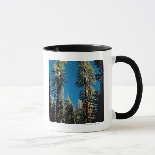 Sequoia National Park  California Mug