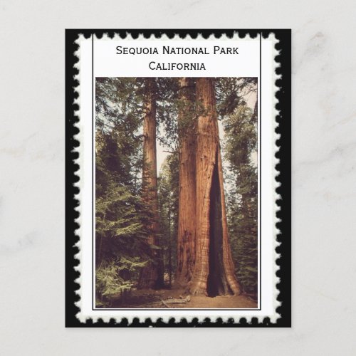 Sequoia National Park California Postcard