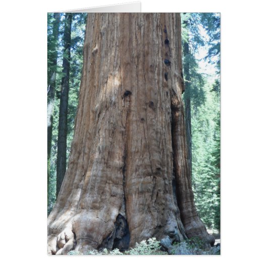 Sequoia National Park Cards (Front)