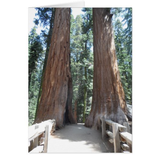 Sequoia National Park Cards (Front)