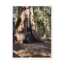 Sequoia National Park: Dog Days