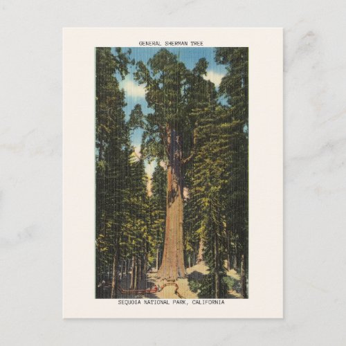 Sequoia National Park General Sherman Tree Postcard