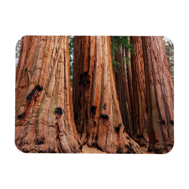 Sequoia National Park Magnet (Horizontal)