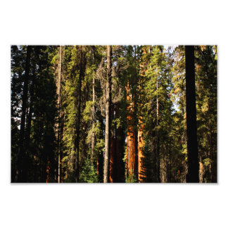 Sequoia National Park Photo Print