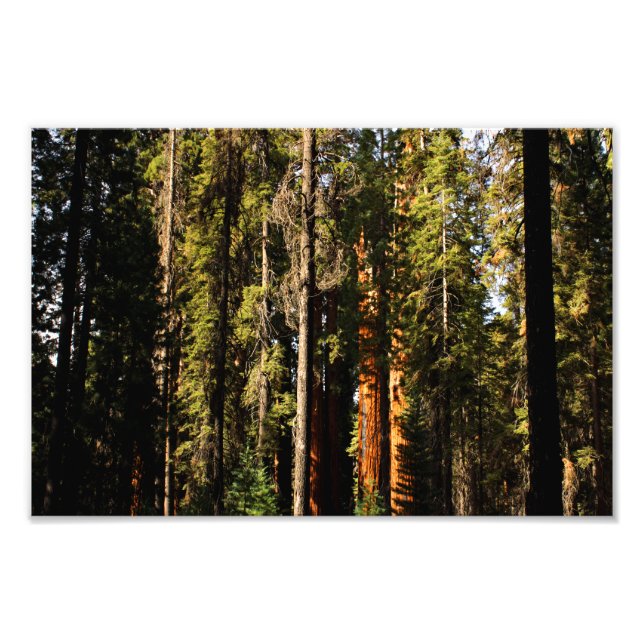 Sequoia National Park Photo Print (Front)
