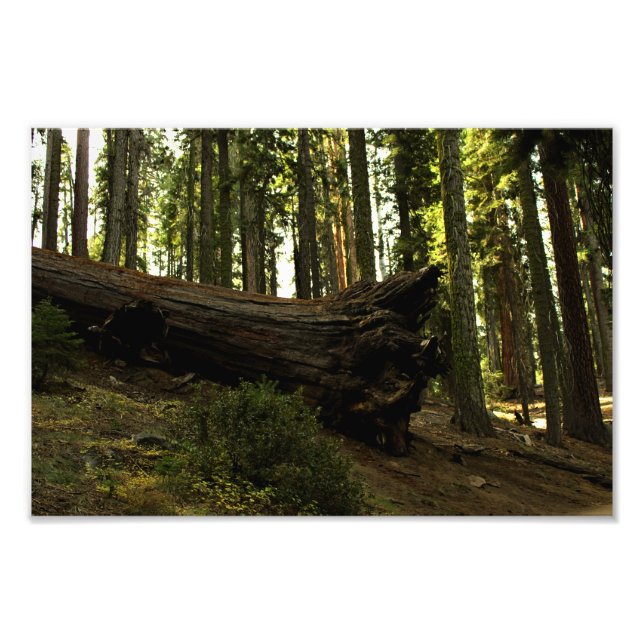 Sequoia National Park Photo Print (Front)