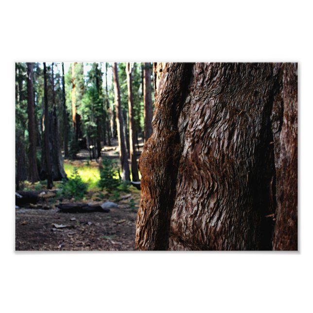 Sequoia National Park  Photo Print (Front)