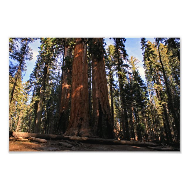 Sequoia National Park Photo Print (Front)