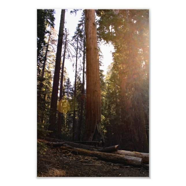 Sequoia National Park Photo Print (Front)