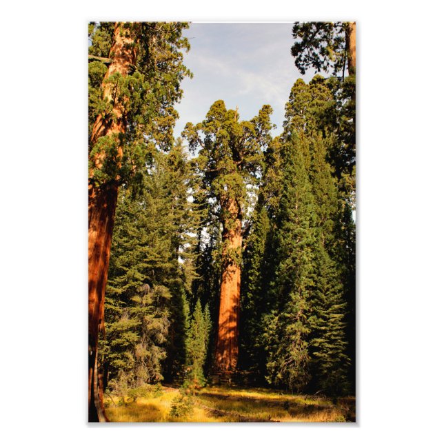 Sequoia National Park Photo Print (Front)