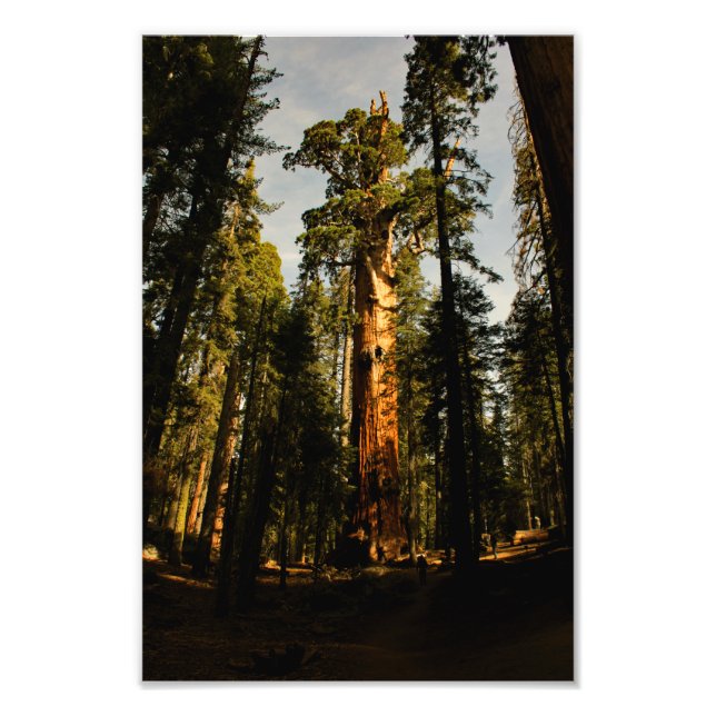 Sequoia National Park Photo Print (Front)