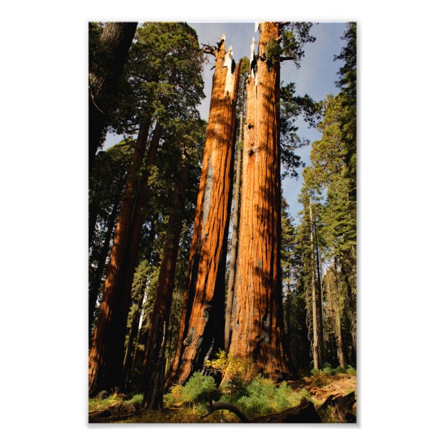 Sequoia National Park Photo Print (Front)