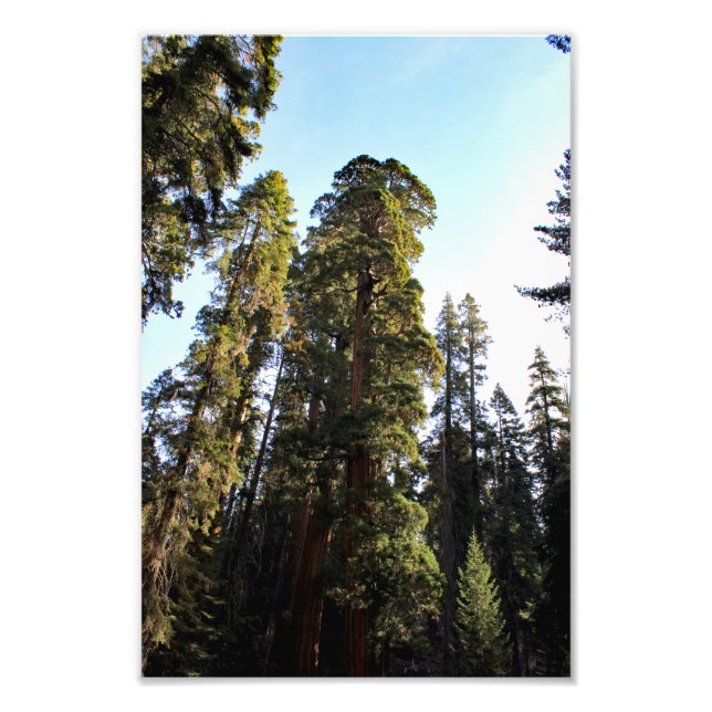 Sequoia National Park Photo Print (Front)