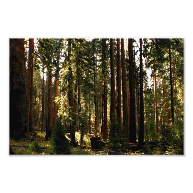 Sequoia National Park Photo Print (Front)