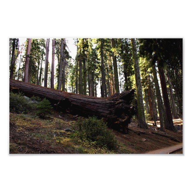 Sequoia National Park Photo Print (Front)