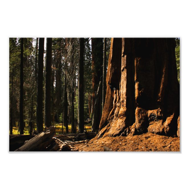 Sequoia National Park Photo Print (Front)
