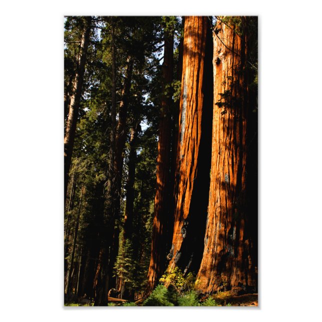 Sequoia National Park Photo Print (Front)