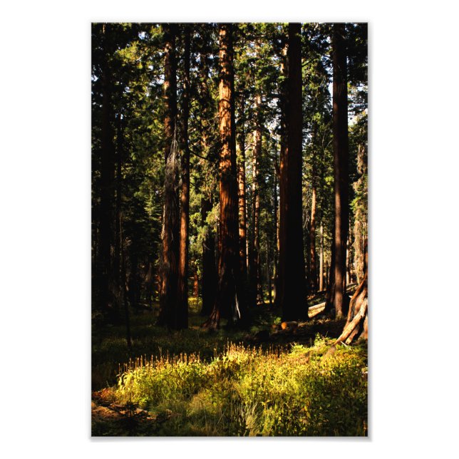 Sequoia National Park Photo Print (Front)