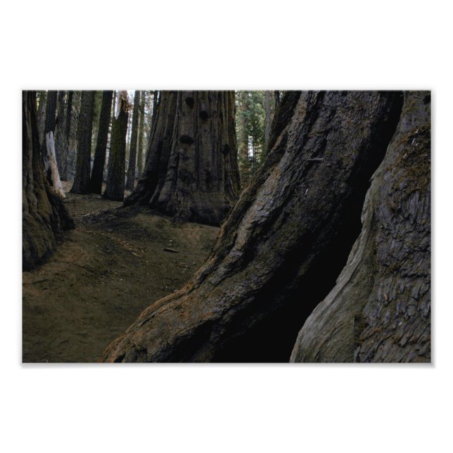 Sequoia National Park  Photo Print (Front)