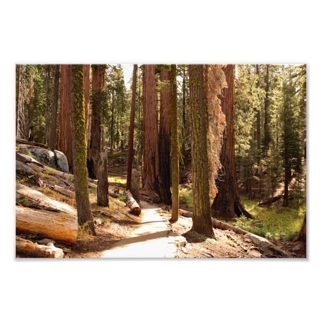 Sequoia National Park Photo Print (Front)