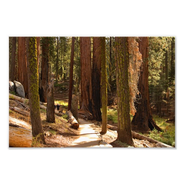 Sequoia National Park Photo Print (Front)