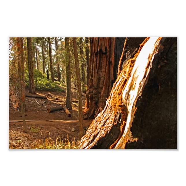 Sequoia National Park Photo Print (Front)