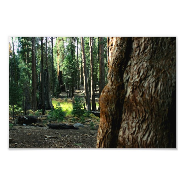 Sequoia National Park  Photo Print (Front)