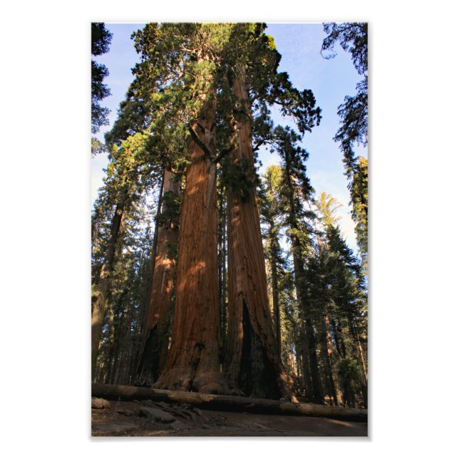 Sequoia National Park  Photo Print (Front)