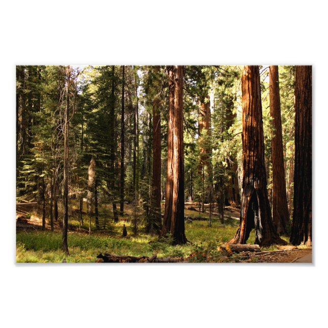 Sequoia National Park Photo Print (Front)