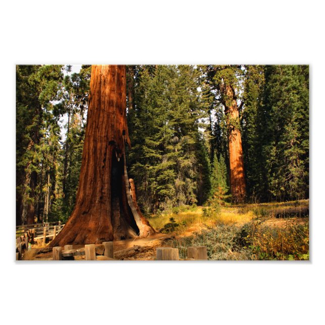 Sequoia National Park Photo Print (Front)