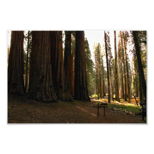 Sequoia National Park Photo Print (Front)