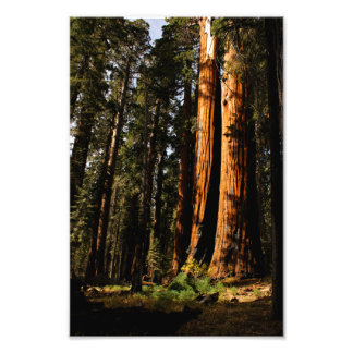 Sequoia National Park Photo Print