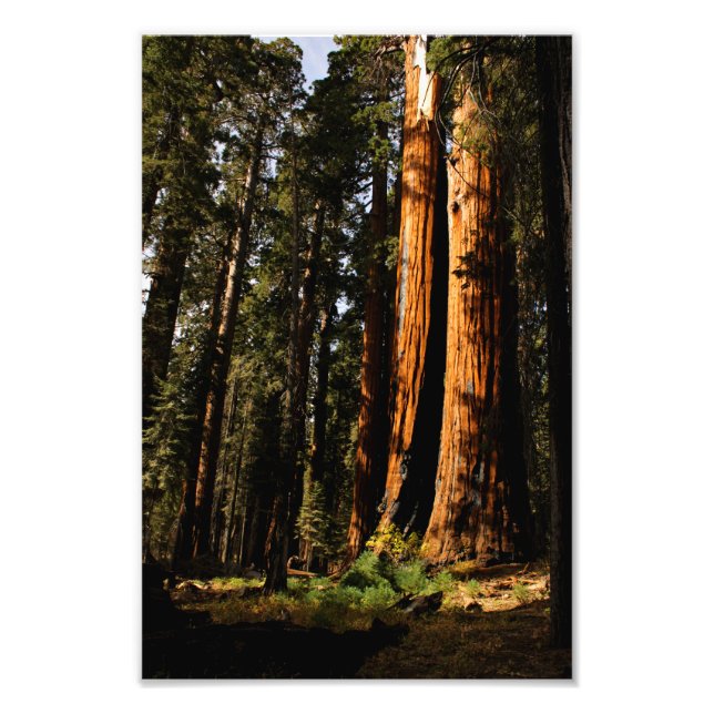 Sequoia National Park Photo Print (Front)