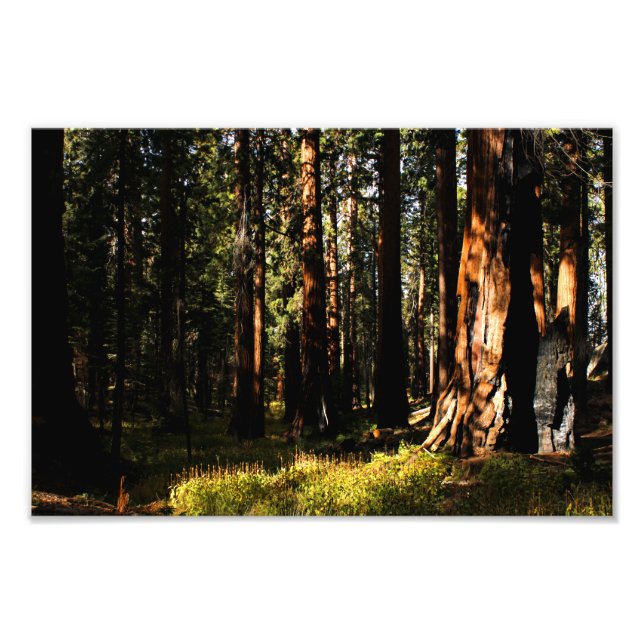 Sequoia National Park Photo Print (Front)