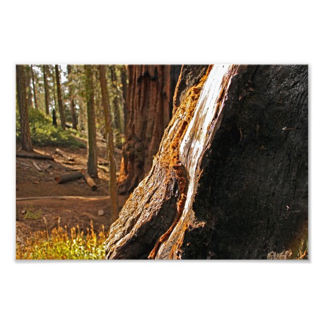 Sequoia National Park Photo Print (Front)