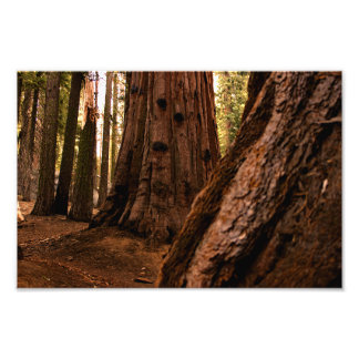 Sequoia National Park  Photo Print