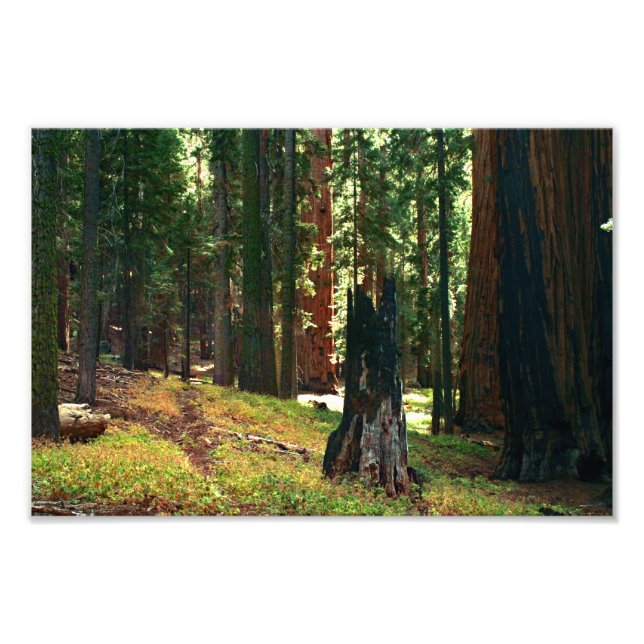 Sequoia National Park Photo Print (Front)
