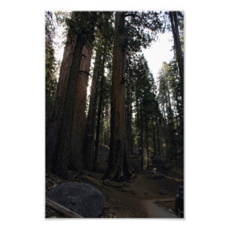 Sequoia National Park Photo Print