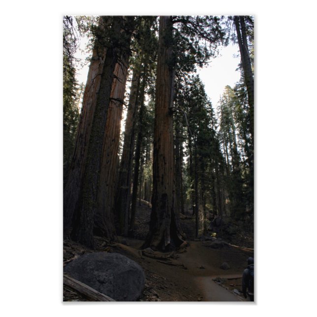 Sequoia National Park  Photo Print (Front)