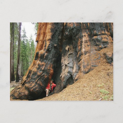 Sequoia National Park Postcard