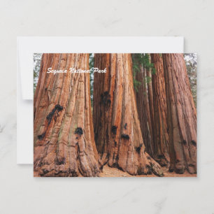 Sequoia National Park Postcard